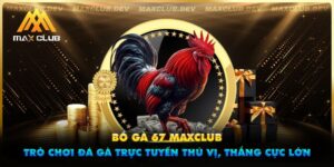 Bồ Gà 67 Maxclub - Trò Chơi Đá Gà Trực Tuyến Thú Vị, Thắng Cực Lớn