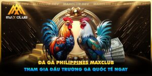 Đá gà Philippines Maxclub - Tham gia đấu trường gà quốc tế ngay