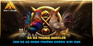 Đá gà Thomo Maxclub - Xem đá gà cực đỉnh, nhận thưởng không giới hạn