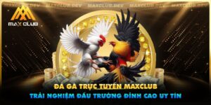 Đá gà trực tuyến Maxclub - Trải nghiệm đấu trường đỉnh cao uy tín