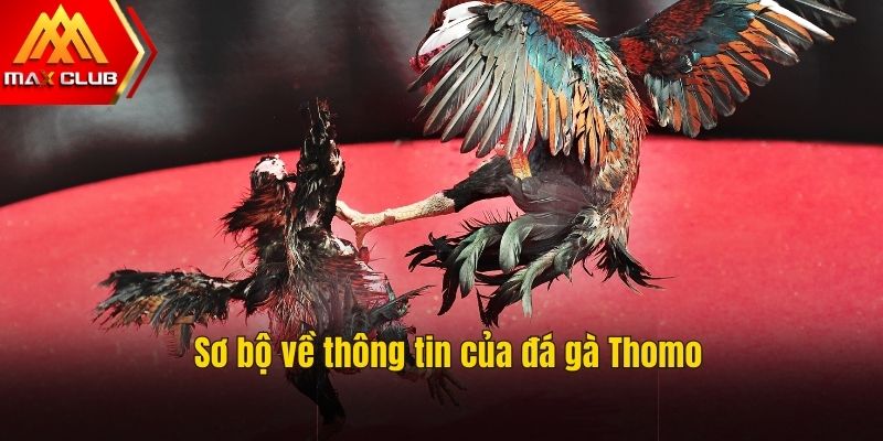 Hiểu sơ lược về hình thức đá gà này