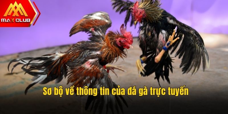 Sơ lược đá gà trực tuyến Maxclub